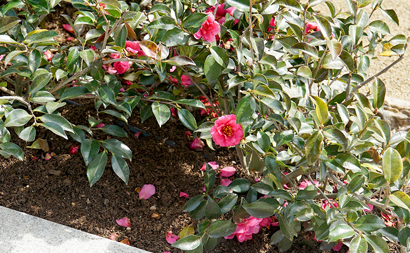 京都・太秦映画村リニューアル（1期） 緑化工事