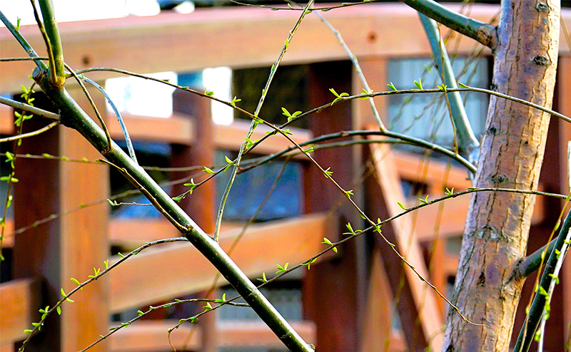 京都・太秦映画村リニューアル（1期） 緑化工事