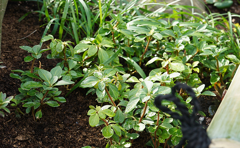 京都・太秦映画村リニューアル（1期） 緑化工事