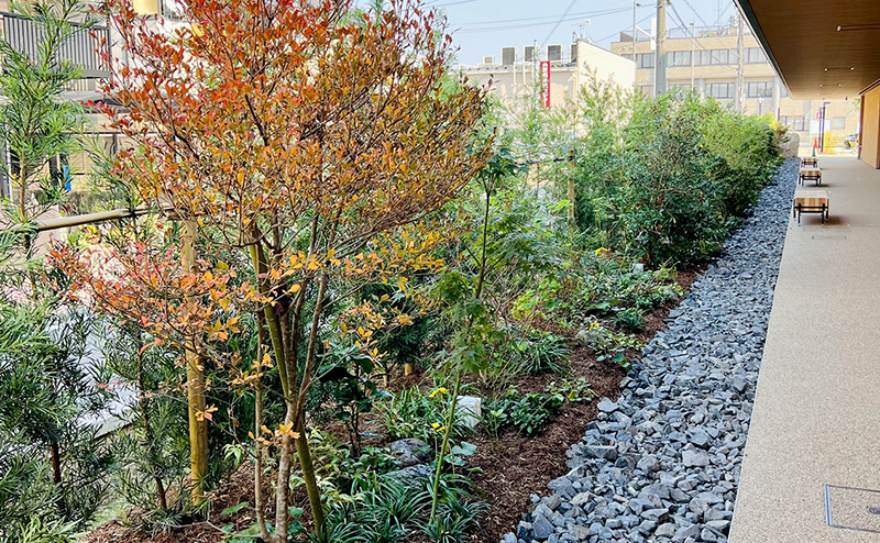 atelier京ばあむ 緑化工事