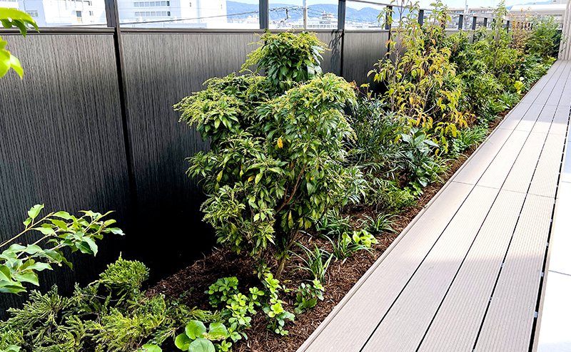 atelier京ばあむ 緑化工事