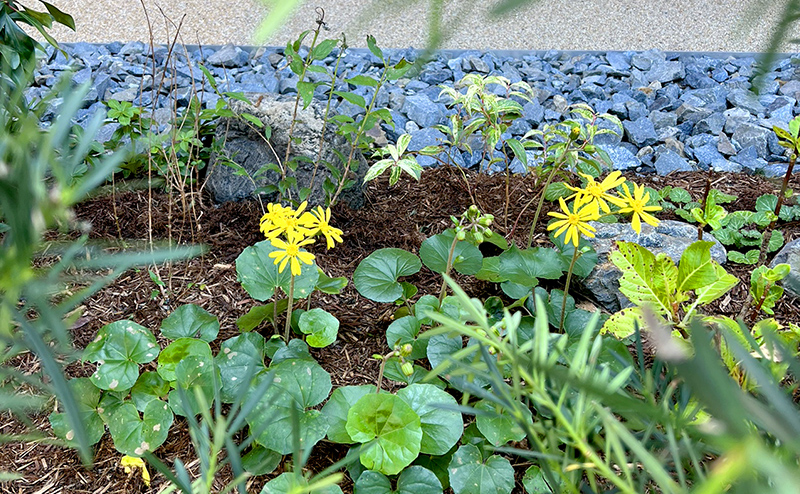 atelier京ばあむ 緑化工事