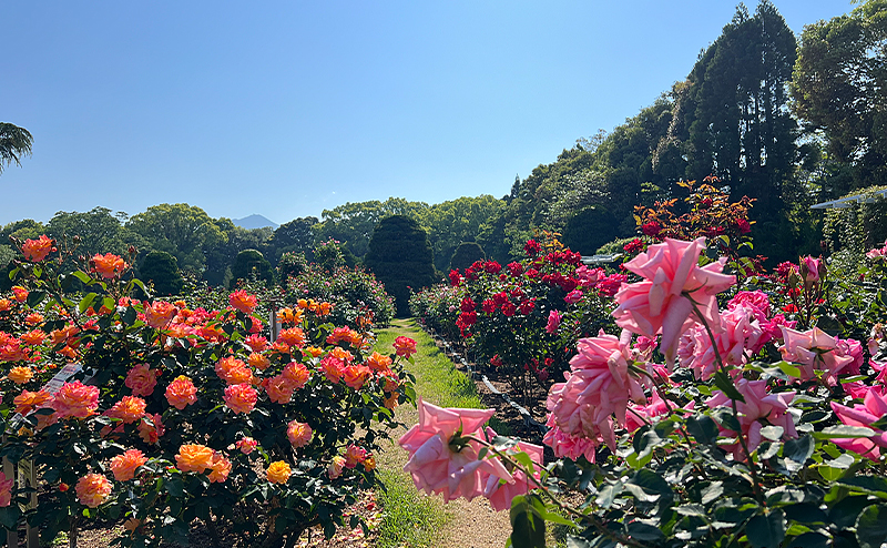 京都府立植物園 バラ園栽培管理業務