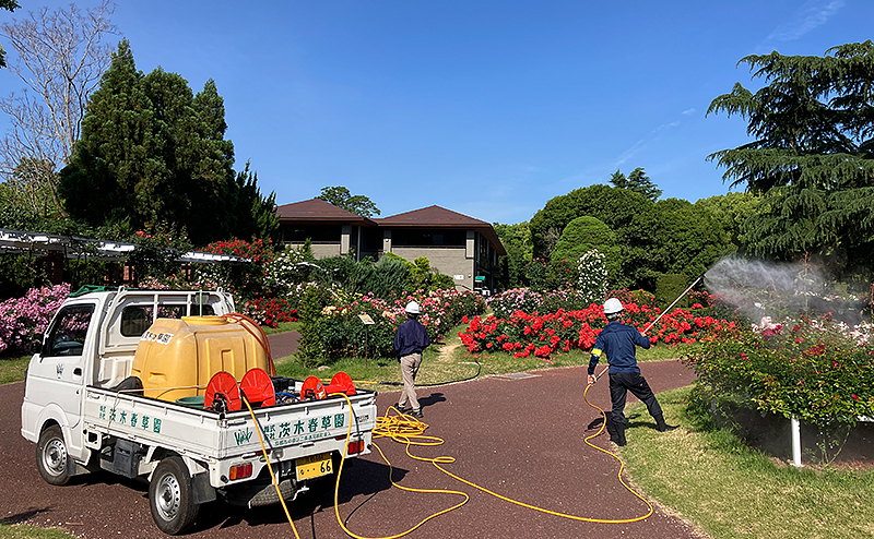 京都府立植物園 バラ園栽培管理業務