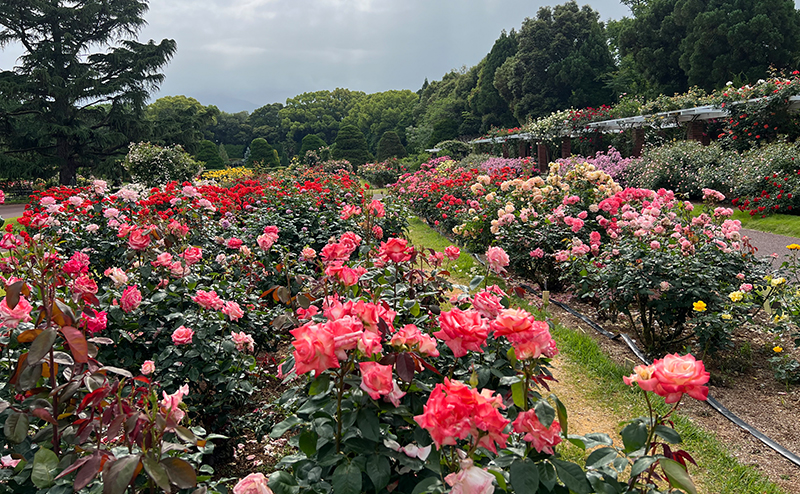 京都府立植物園 バラ園栽培管理業務