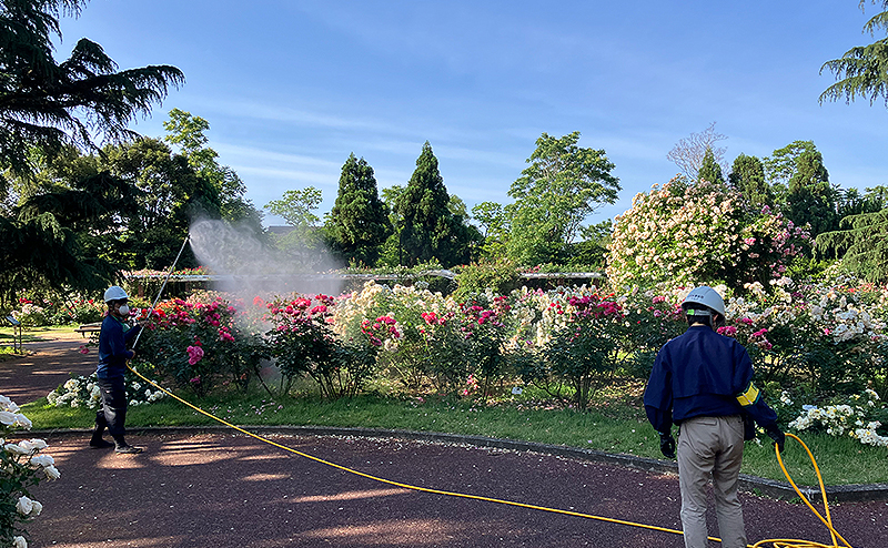 京都府立植物園 バラ園栽培管理業務