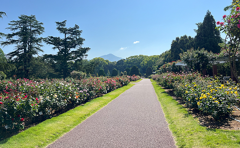 京都府立植物園 バラ園栽培管理業務