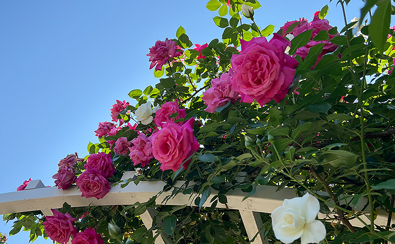 京都府立植物園 バラ園栽培管理業務