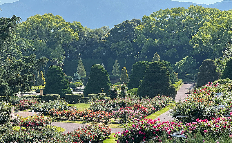 京都府立植物園 バラ園栽培管理業務