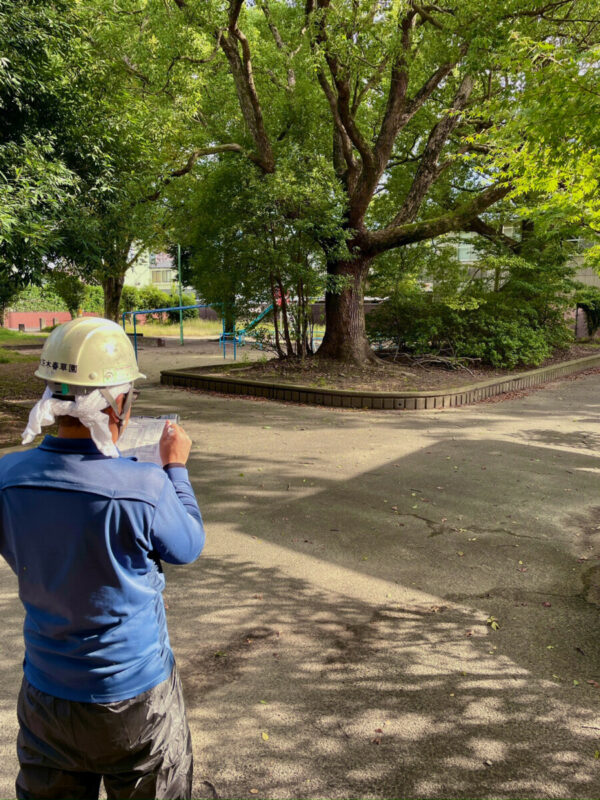 公園樹点検
